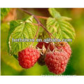 Raspberry Ketone powder for sale